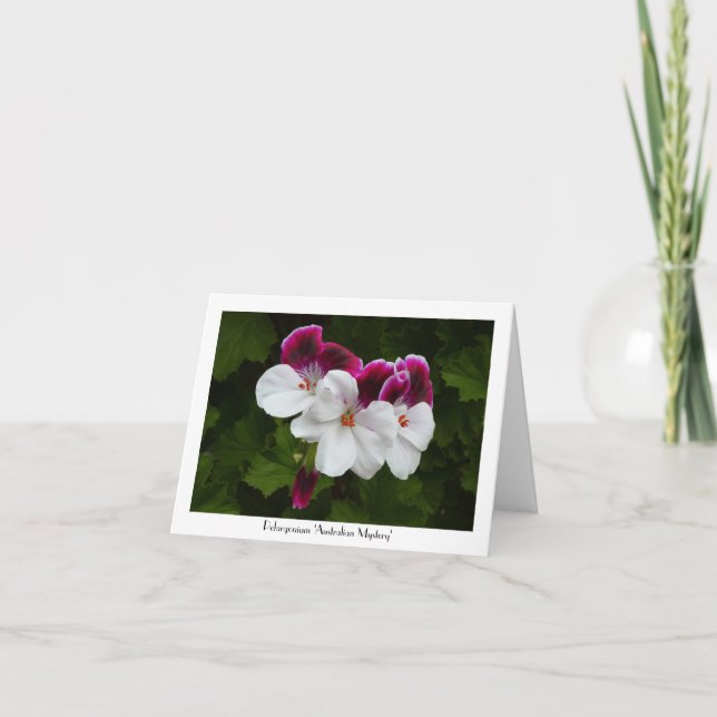 Regal Pelargonium Flowers Collectible Greeting Card (Front)