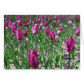 Regal Purple Tulips (Front Horizontal)