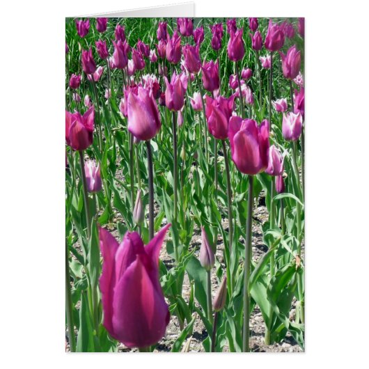 Regal Purple Tulips Cards (Front)