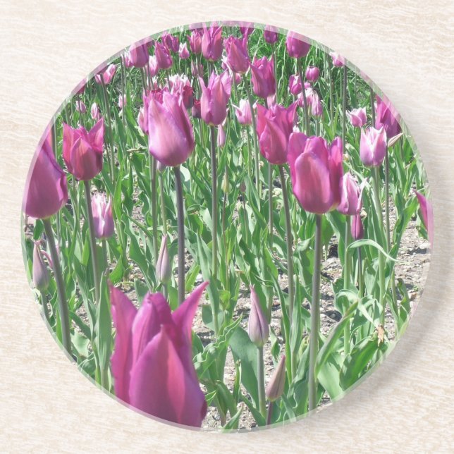 Regal Purple Tulips Coaster (Front)
