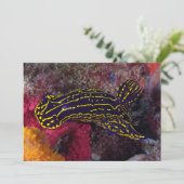 Regal Sea Goddess Nudibranch Felimare picta (Standing Front)