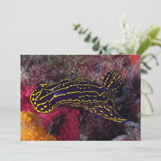 Regal Sea Goddess Nudibranch Felimare picta (Standing Front)