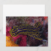 Regal Sea Goddess Nudibranch Felimare picta (Front/Back)
