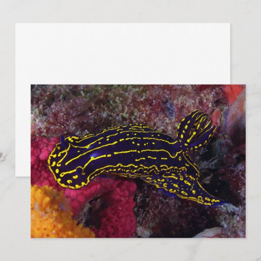 Regal Sea Goddess Nudibranch Felimare picta (Front/Back)