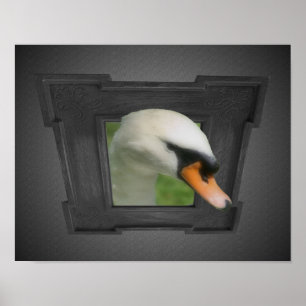 Regal Swan Out Of Frame Nature Poster