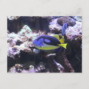Regal Tang & Emperor Angelfish Postcard