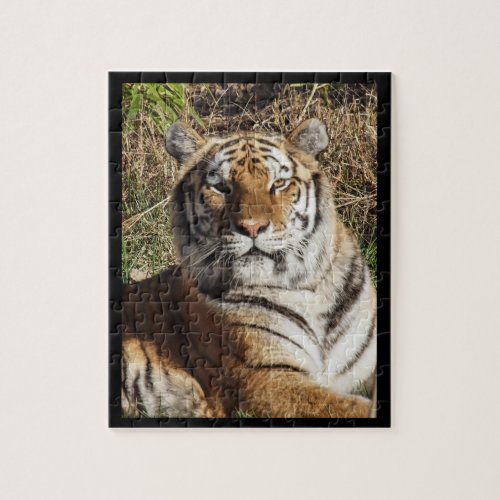 Regal Tiger Jigsaw Puzzle