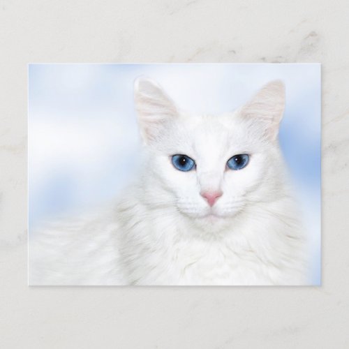 Regal white cat postcard