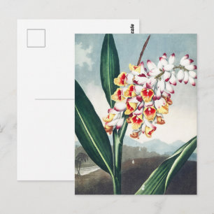 Regency Style White Yellow Exotic Floral Decor Postcard