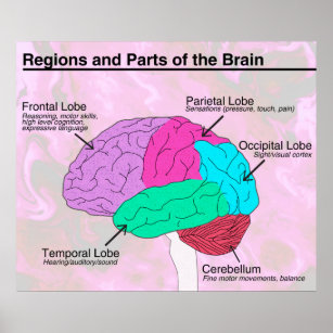 Regions and Parts of the Brain Poster