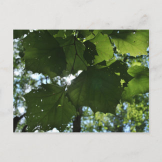 Regular Nature Postcard