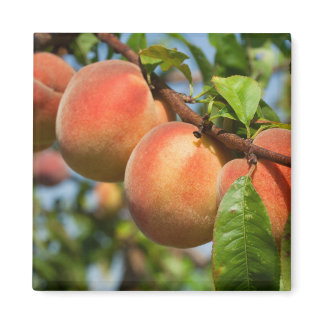 Reife Weingartenpfirsiche Magnet