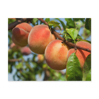 Reife Weingartenpfirsiche Postcard