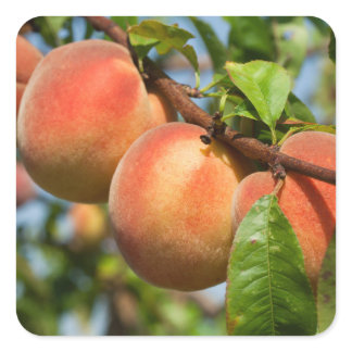 Reife Weingartenpfirsiche Square Sticker