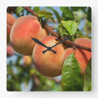 Reife Weingartenpfirsiche Square Wall Clock