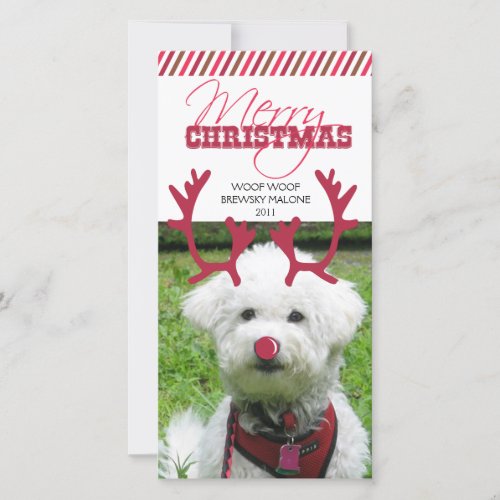 Reindeer Antler  Red Nose Pet Christmas Holiday Card