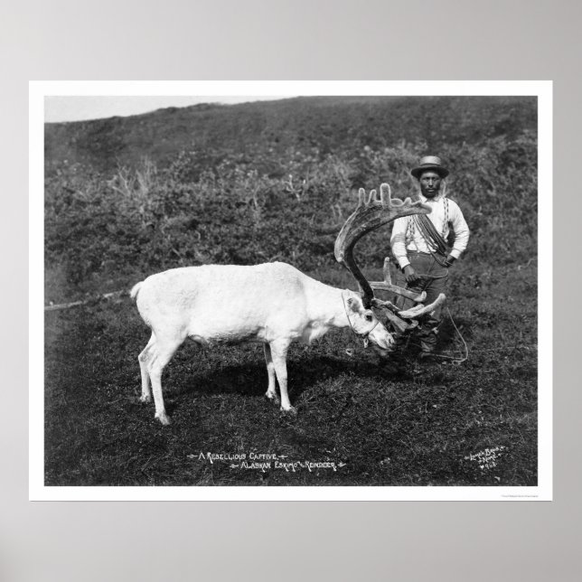 Reindeer & Eskimo Alaska 1920 Poster (Front)