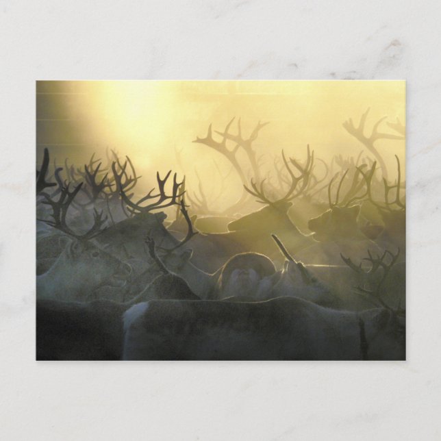 Reindeer Herd Postcard (Front)