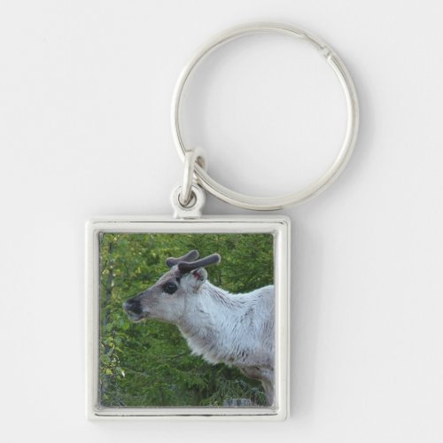 Reindeer in Lapland key chain