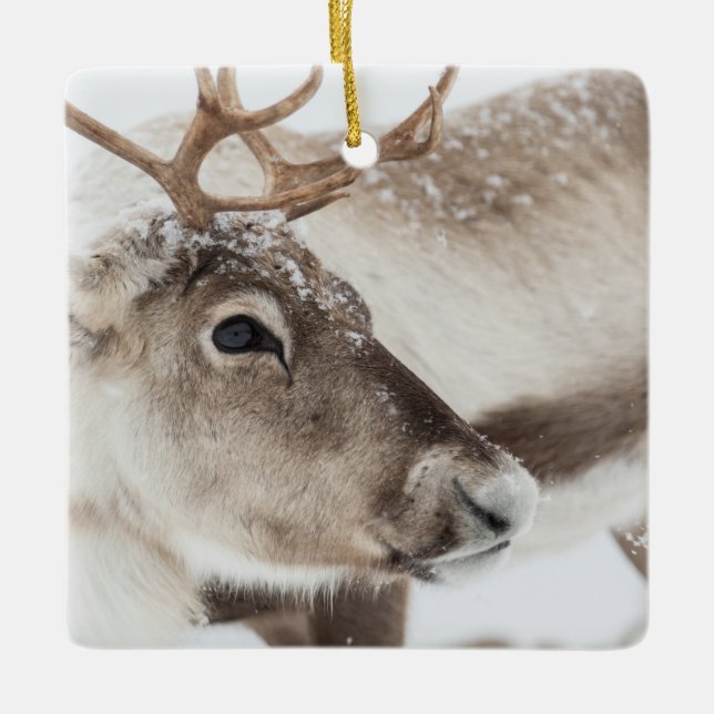 Reindeer in Norway nature photo Ceramic Ornament (Front)