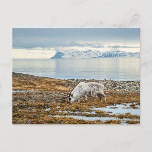 Reindeer in scenic arctic postcard