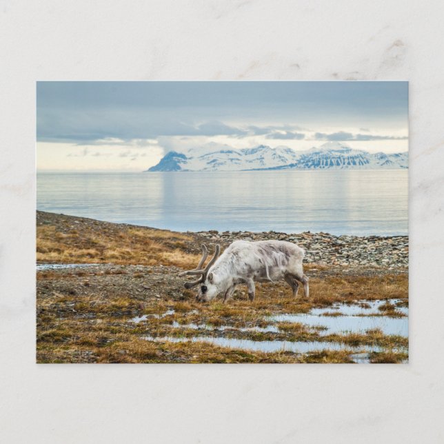 Reindeer in scenic arctic postcard (Front)