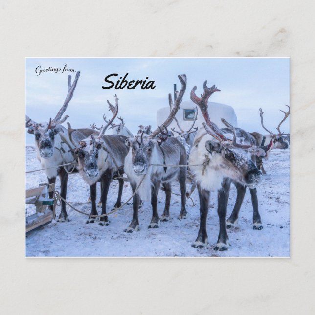 Reindeer in Siberia Postcard (Front)