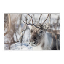 Reindeer Nature Photo
