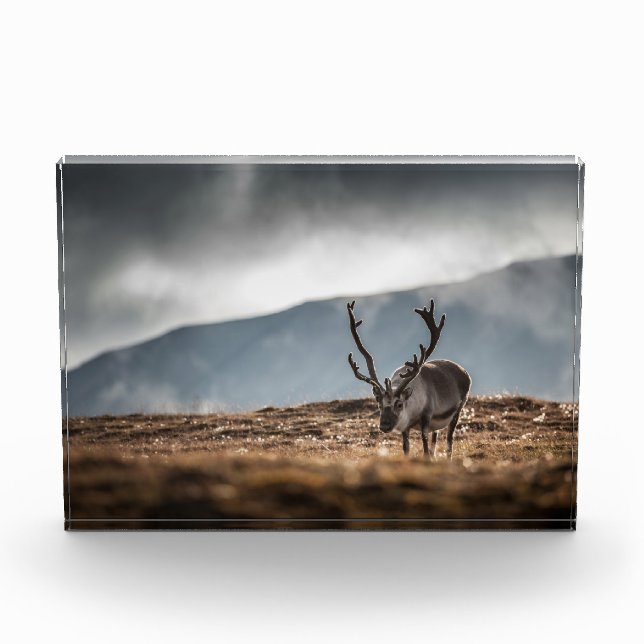Reindeer Nature Photo Block (Front)