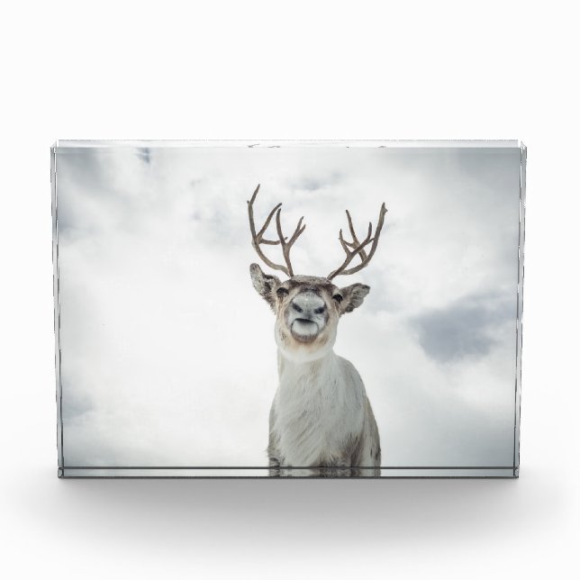 Reindeer Nature Photo Block (Front)