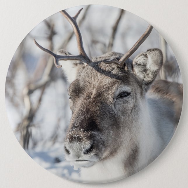 Reindeer Nature Photo Button (Front)