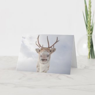 Reindeer Nature Photo