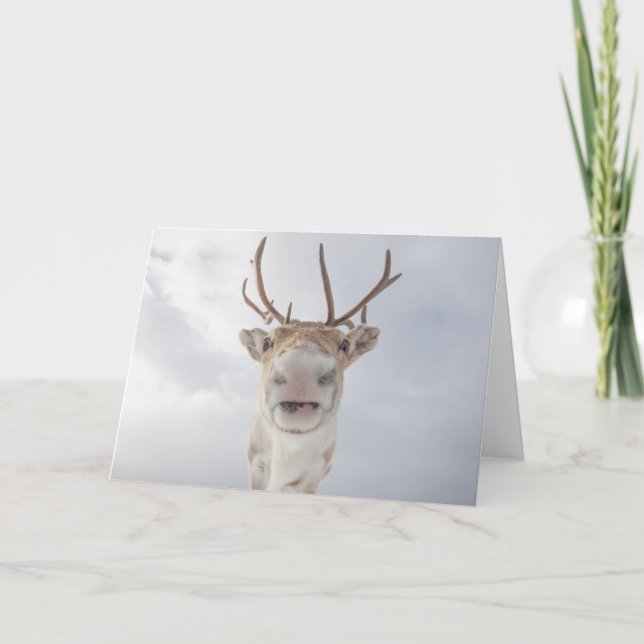 Reindeer Nature Photo Card (Front)