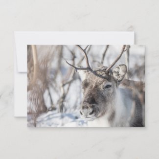 Reindeer Nature Photo Card