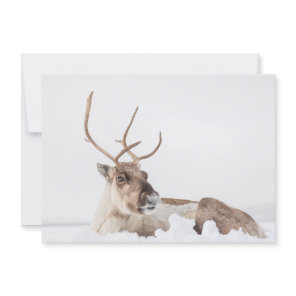 Reindeer Nature Photo Card