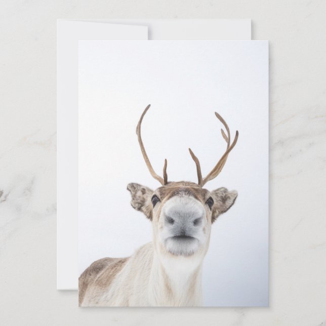 Reindeer Nature Photo Card (Front)