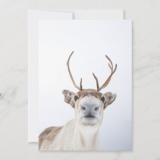 Reindeer Nature Photo Card