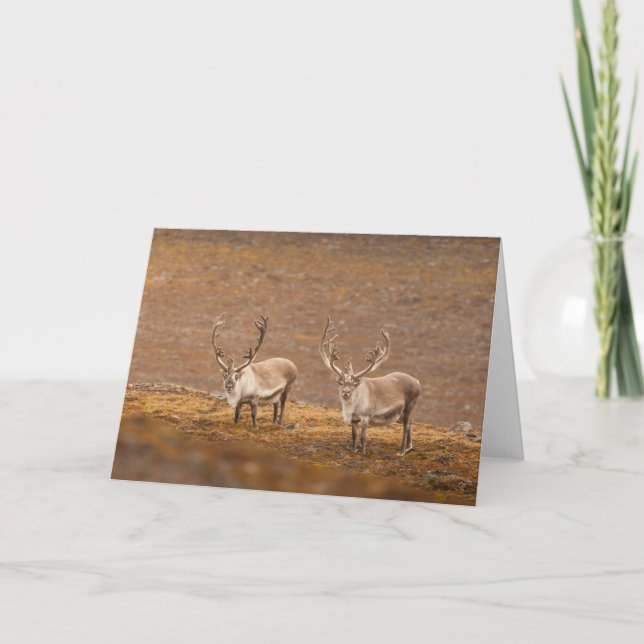 Reindeer Nature Photo Card (Front)
