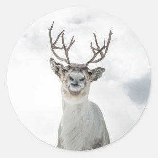 Reindeer Nature Photo