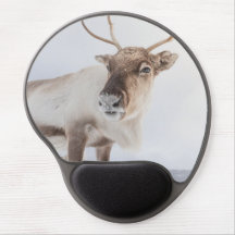 Reindeer Nature Photo