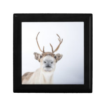 Reindeer Nature Photo