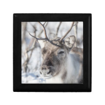 Reindeer Nature Photo
