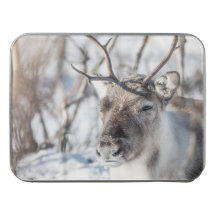 Reindeer Nature Photo