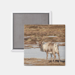 Reindeer Nature Photo Magnet