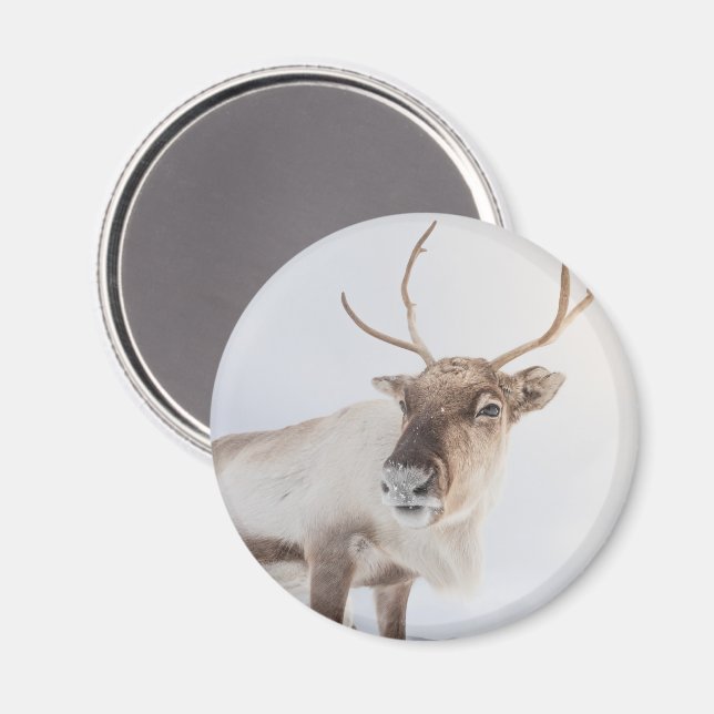 Reindeer Nature Photo Magnet (Front/Back)