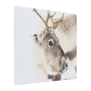 Reindeer Nature Photo Metal Print