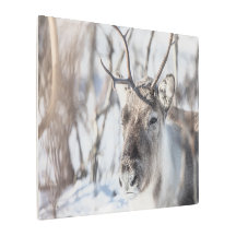 Reindeer Nature Photo