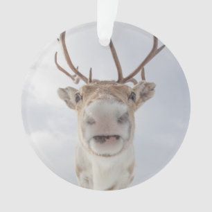 Reindeer Nature Photo Ornament