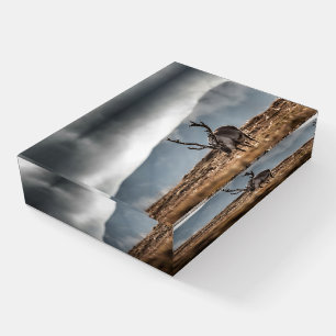 Reindeer Nature Photo Paperweight