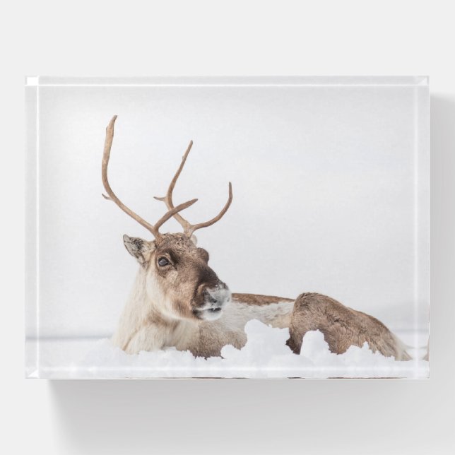 Reindeer Nature Photo Paperweight (Front)